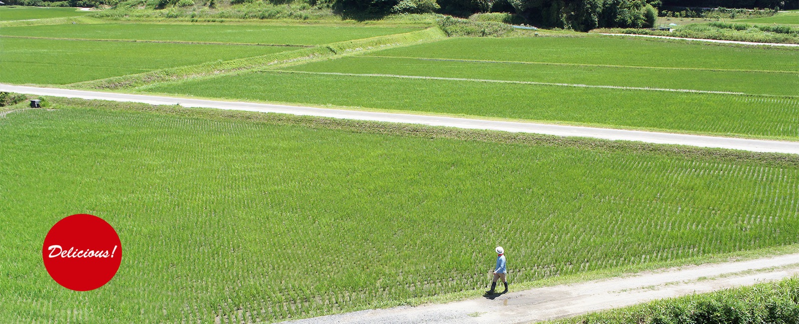 三重県津市大里睦合町の田園風景